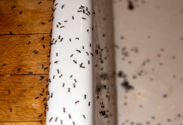 Best Local Pest Control Services  in Gardende, AL